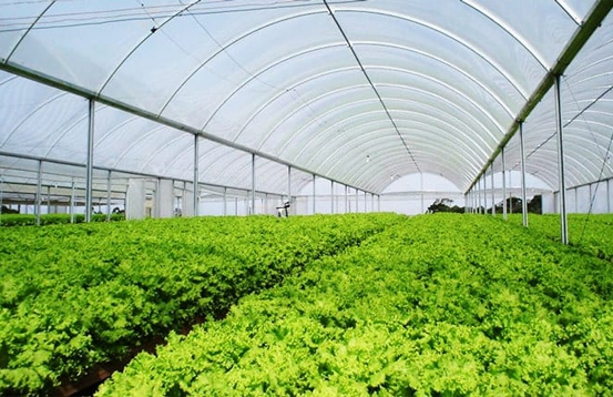 agricultura protegida